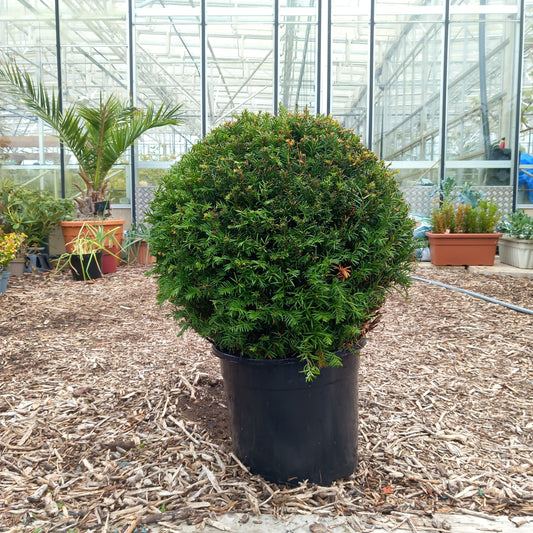 Taxus Baccata topiary ball 6l pot head size 25-30cm x 2