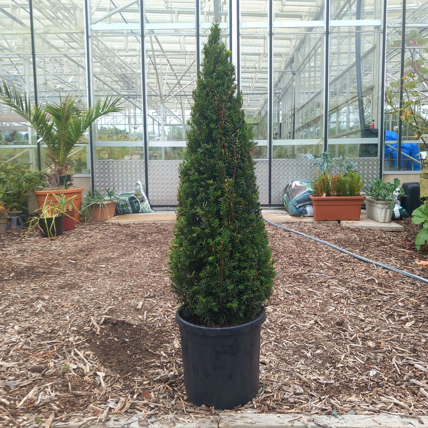 Taxus baccata cone topiary - English yew shaped into elegant cone form for formal gardens