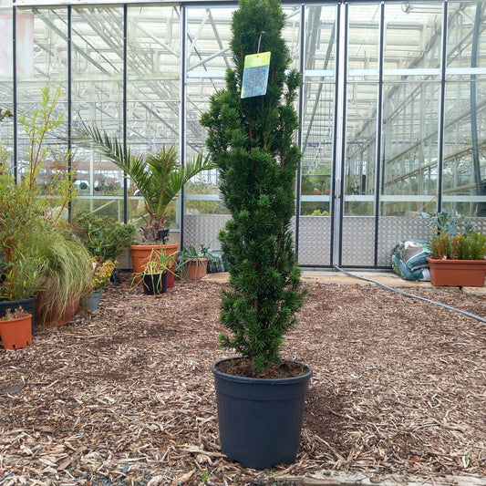 Taxus baccata Fastigiata Robusta - upright Irish yew with dense dark green foliage and columnar form