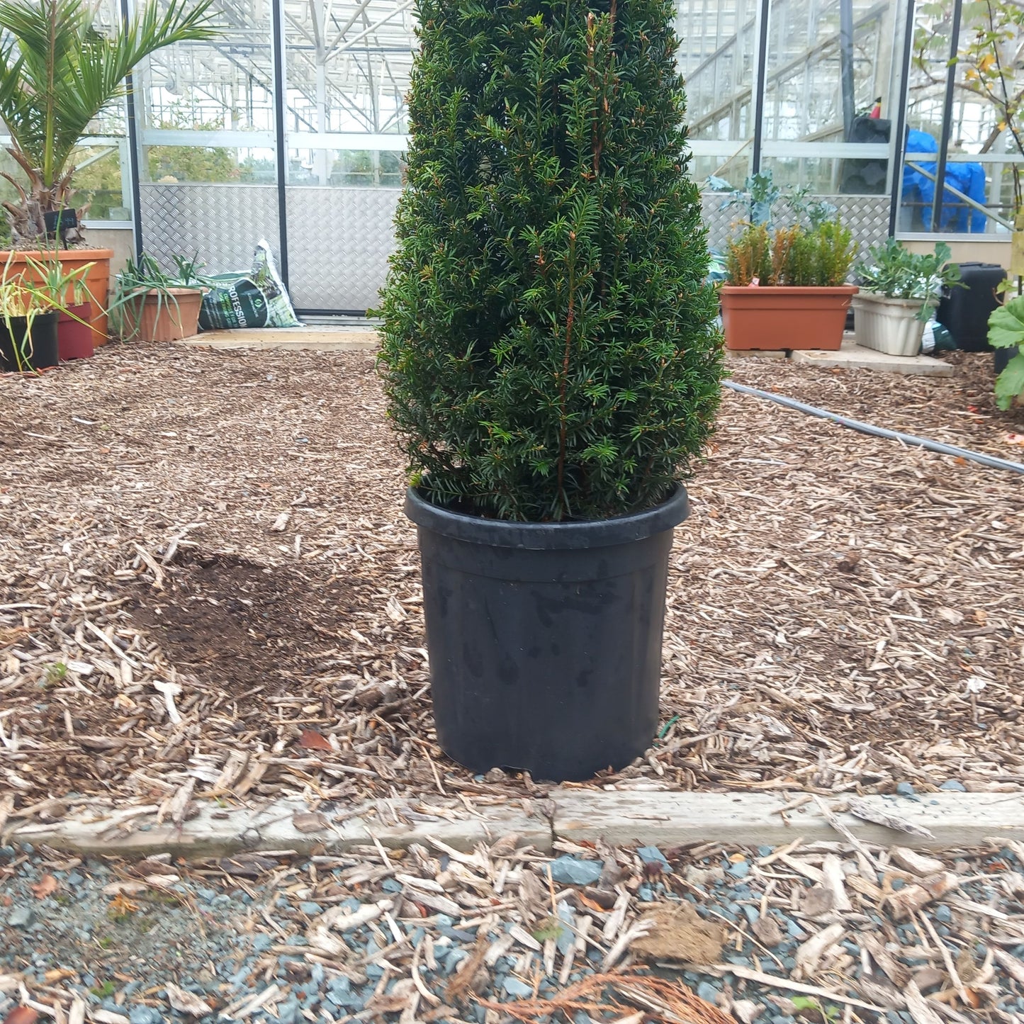 Taxus Baccata cone 100-110CM 18ltr pot