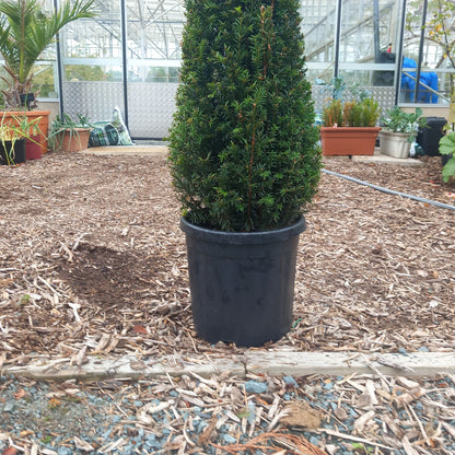 Taxus Baccata cone 100-110CM 18ltr pot