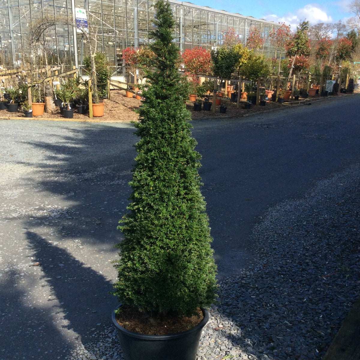Yew tree  topiary cone on a nursery