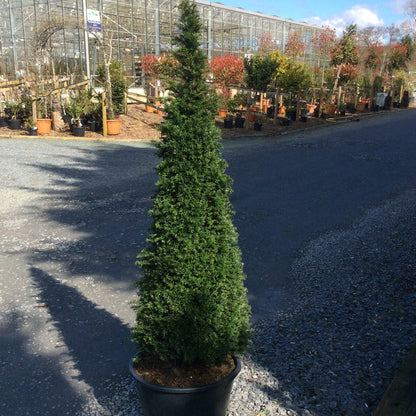 Yew tree  topiary cone on a nursery
