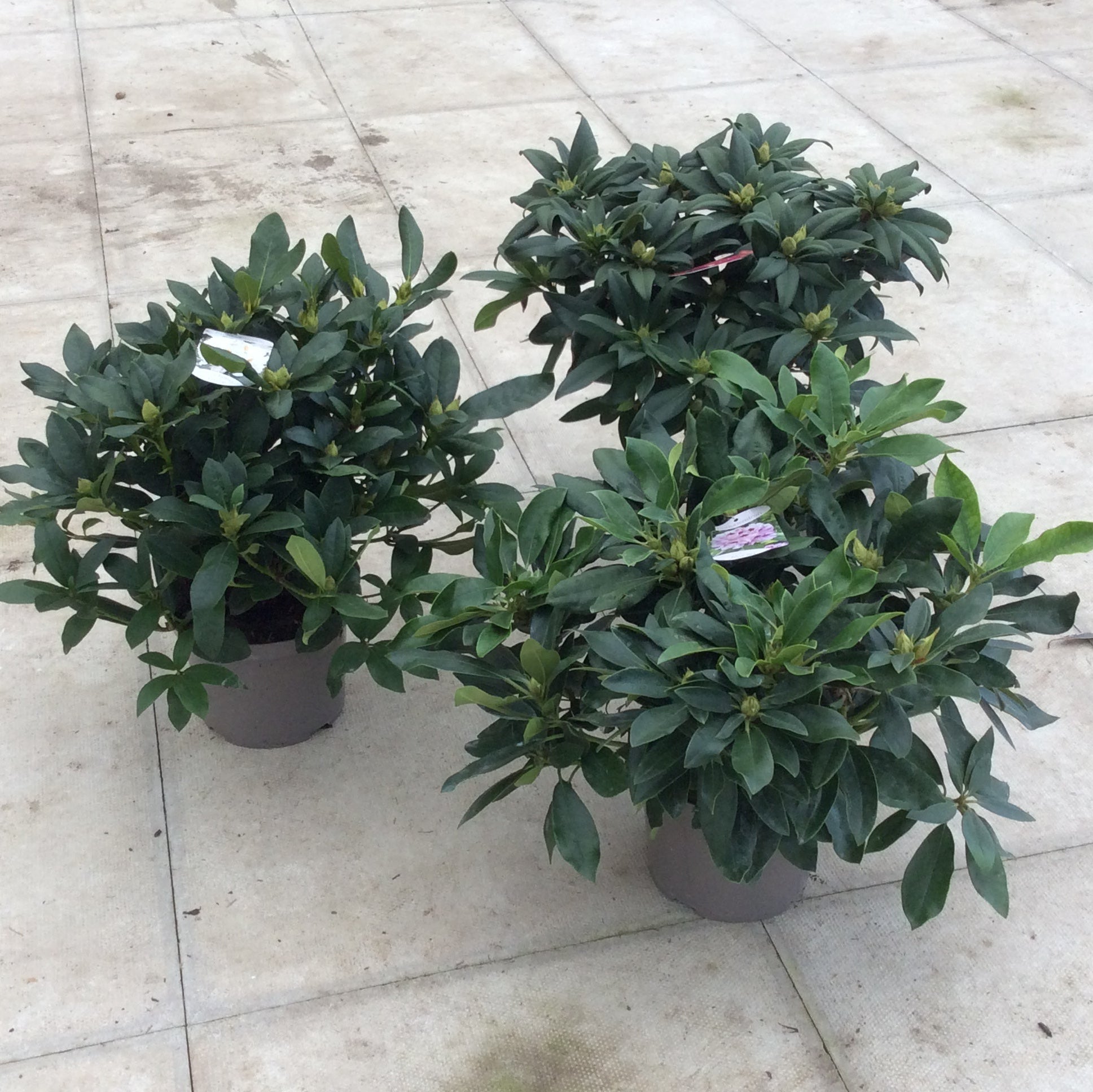 Three Rhododendrons in a group.