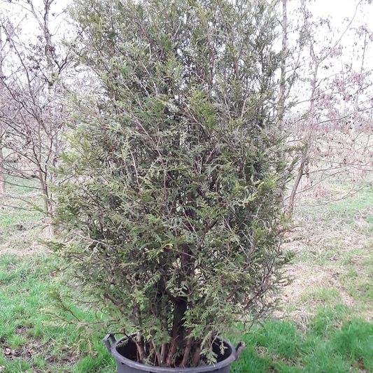 Thuja conifer trimmed specimen hedge