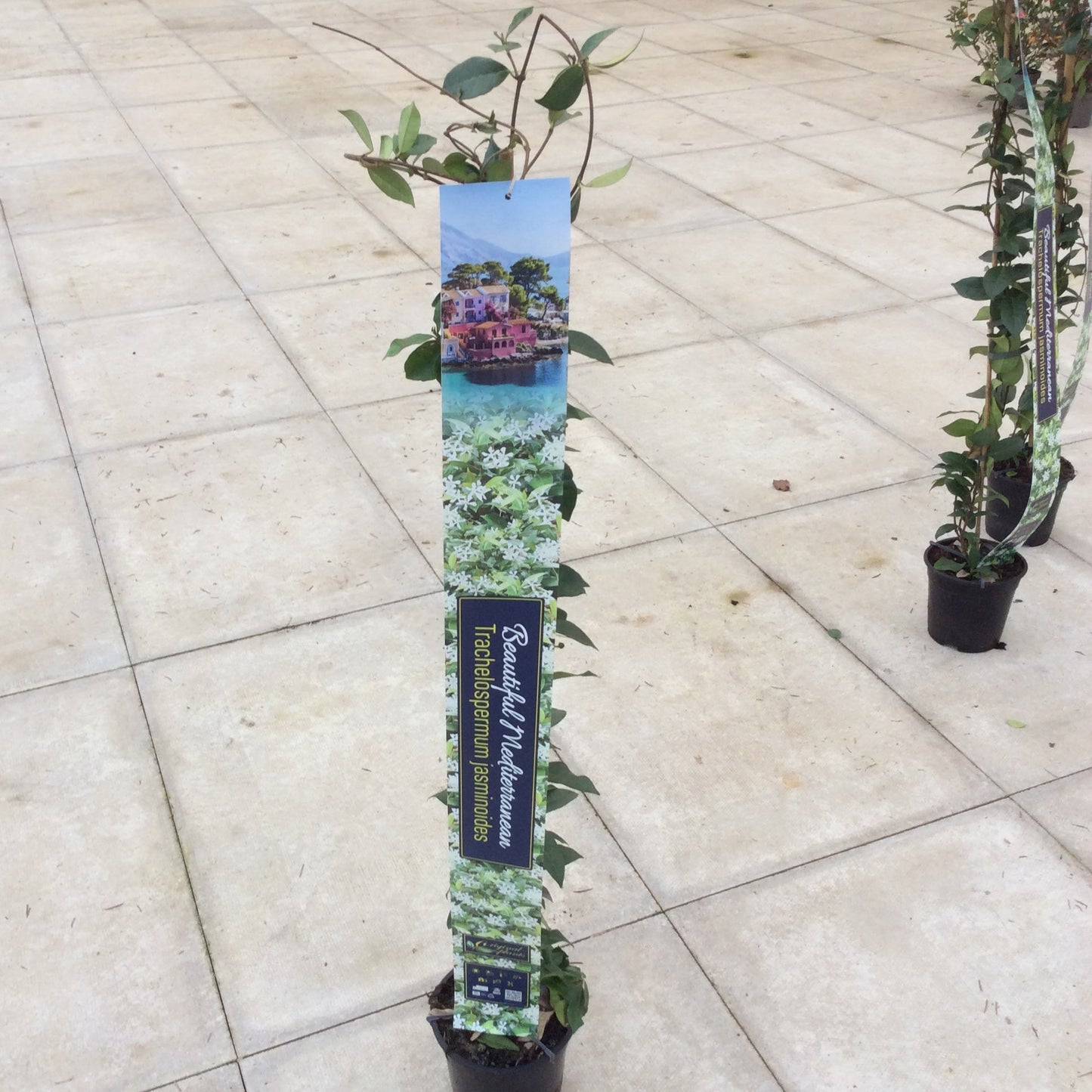 Jasmine, fragrant evergreen climber with decorative plant banner 