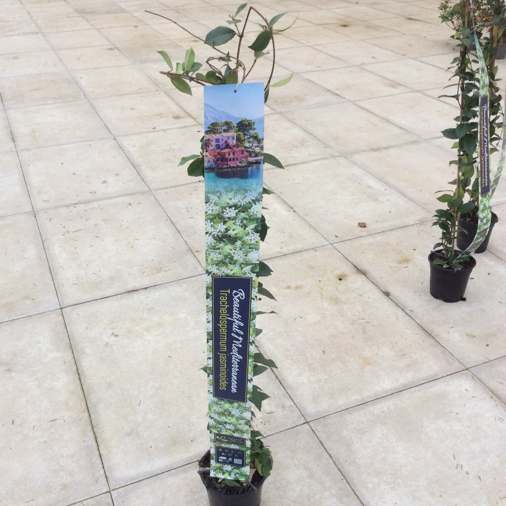 Jasmine, fragrant evergreen climber with decorative plant banner 
