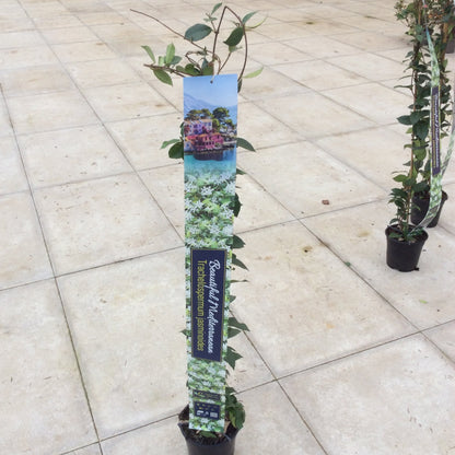 Jasmine, fragrant evergreen climber with decorative plant banner 