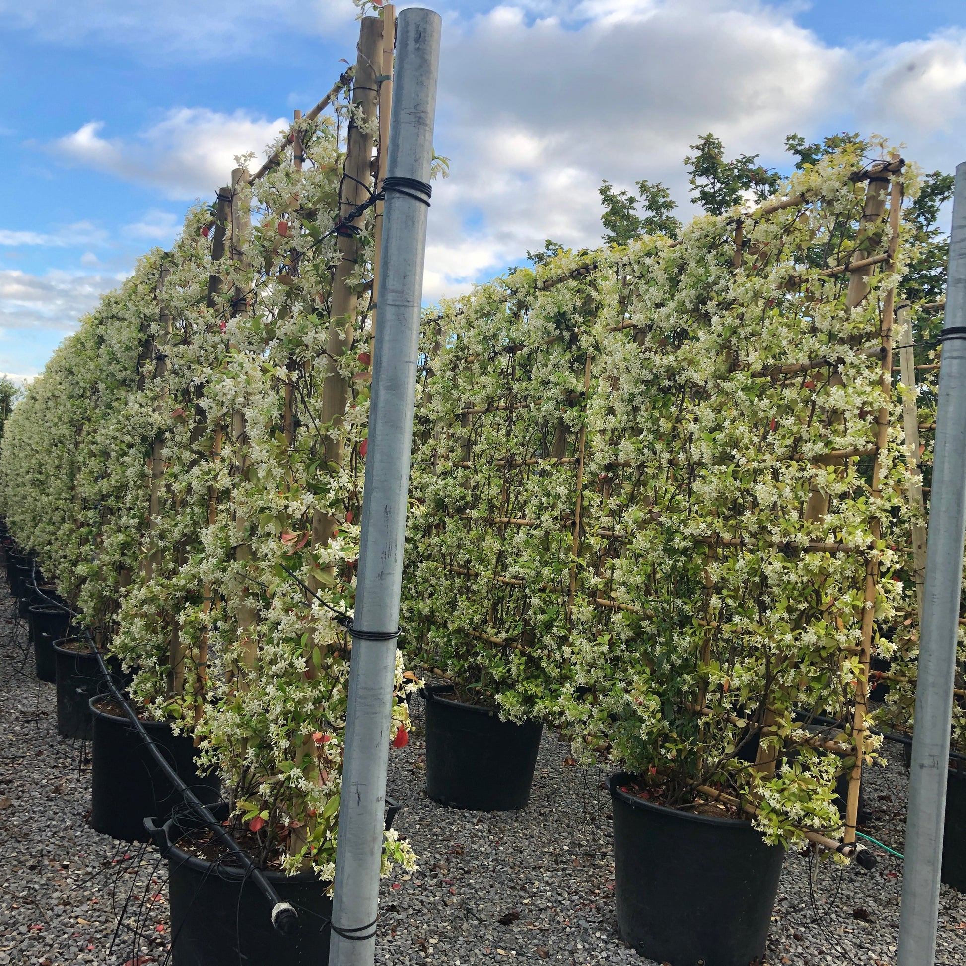 Trachelospermum jasminoides - Star Jasmine evergreen climber with fragrant white flowers and glossy foliage