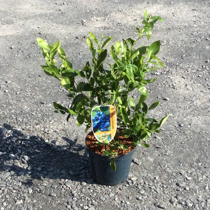 A small potted green leafy plant in a black nursery pot, standing on gravel outdoors with a colorful product tag attached.