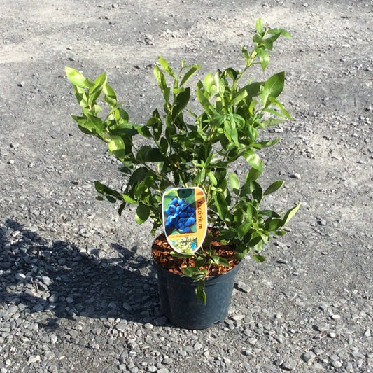 A small potted green leafy plant in a black nursery pot, standing on gravel outdoors with a colorful product tag attached.