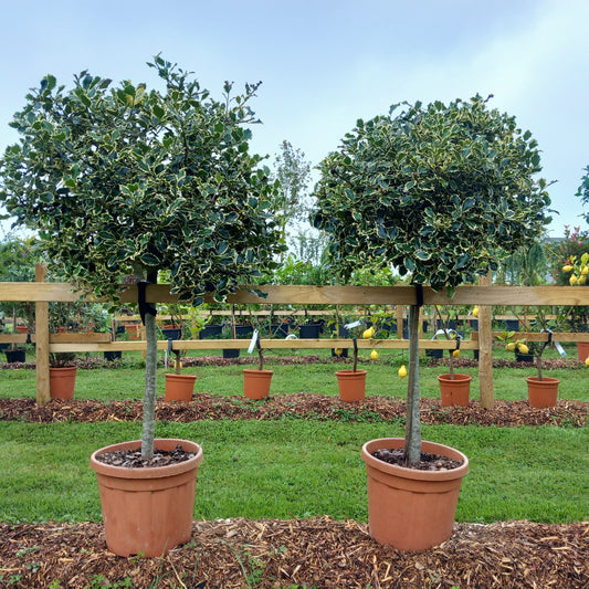 Variegated Holly - Ilex aquifolium Argentea Marginata with silver-edged evergreen leaves and red berries
