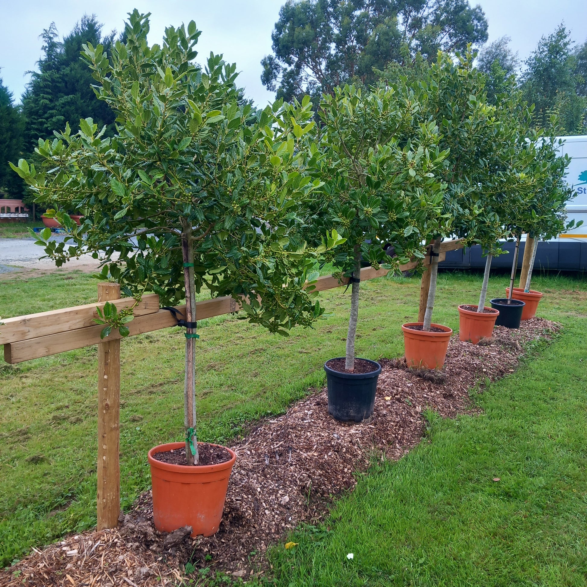 Holly Nellie R Stevens half standard - Ilex evergreen tree with glossy dark green leaves on clear stem
