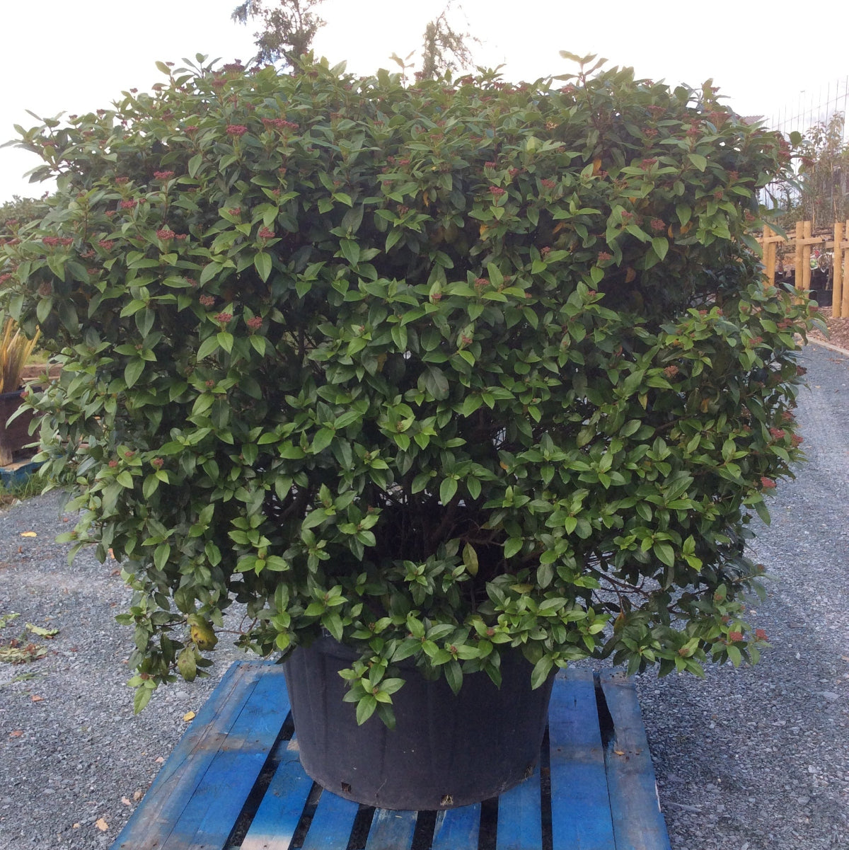 Potted plant on a blue pallet outdoors