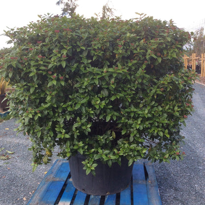 Potted plant on a blue pallet outdoors