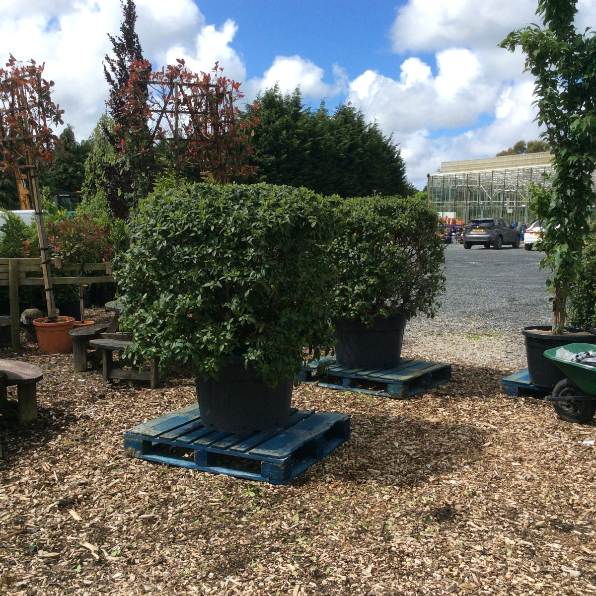 Potted plants on wooden pallets in an outdoor setting with a clear sky.