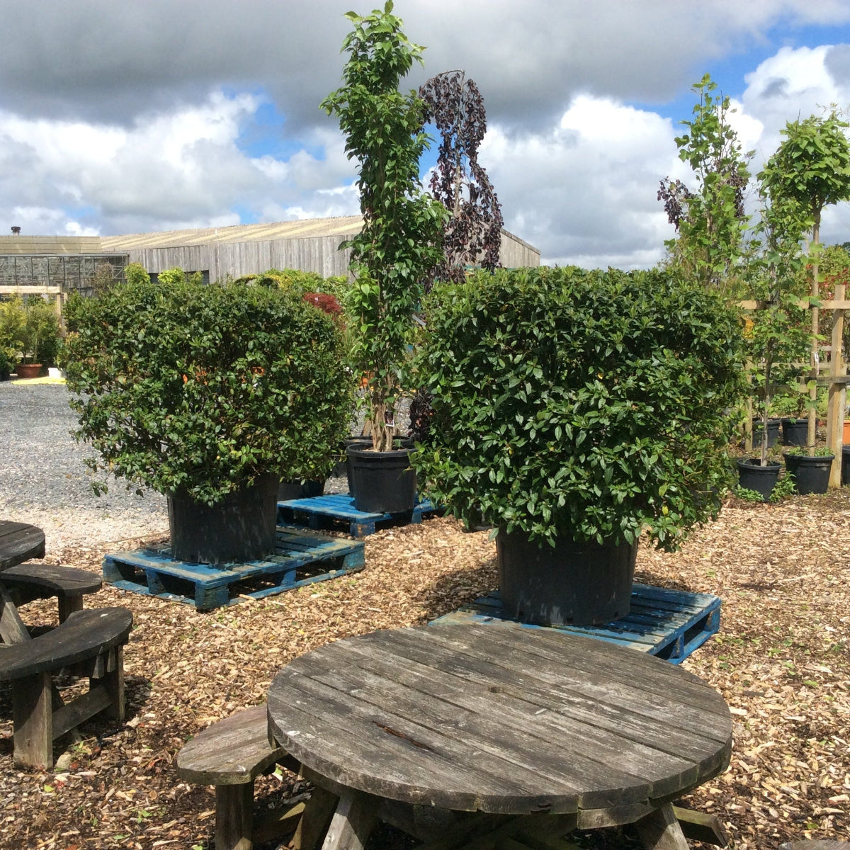 Potted plants on wooden pallets with picnic tables in a garden setting