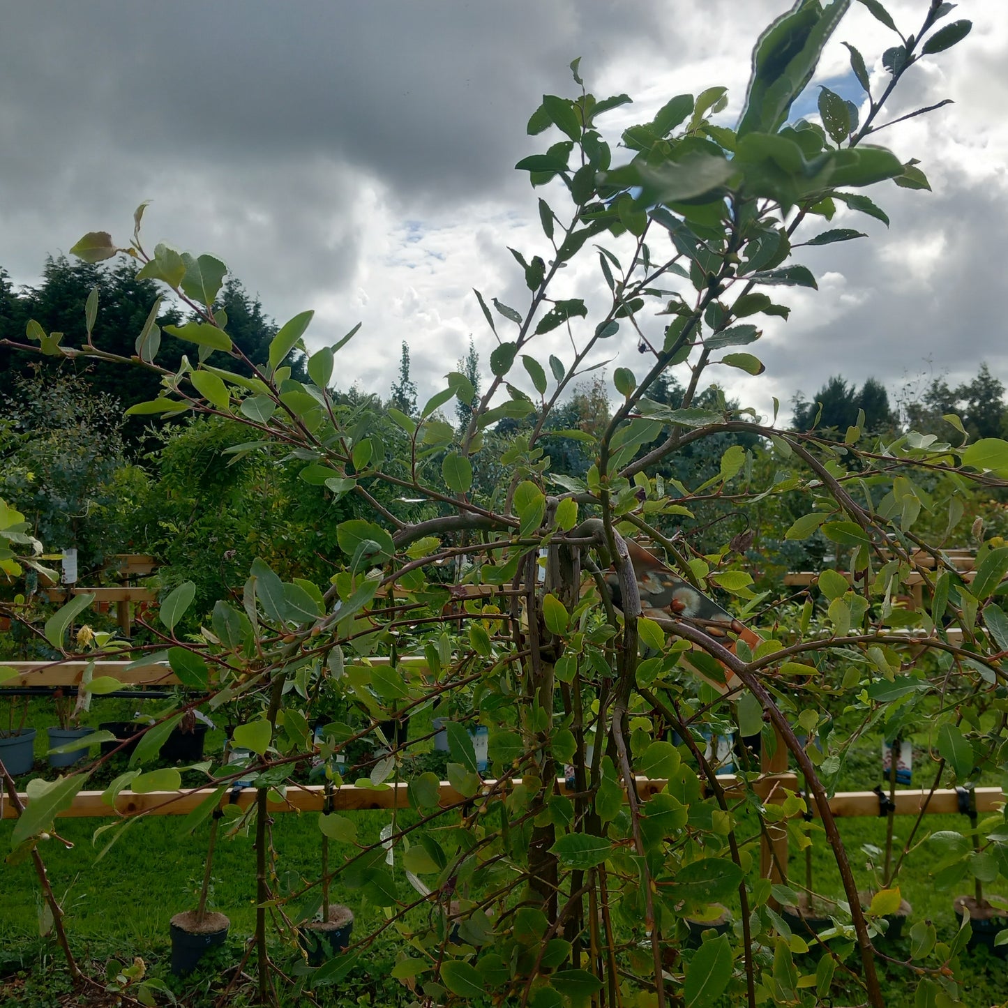 Salix caprea Kilmarnock - Kilmarnock willow with distinctive umbrella-shaped weeping canopy on clear stem