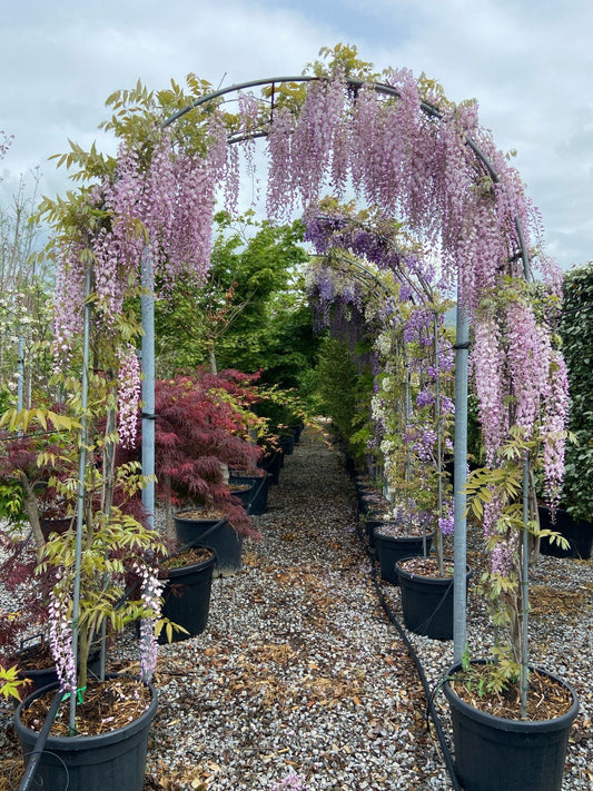 Wisteria Sinsensis 'Chinese wisteria' pink double arch (PRE-ORDER ONLY)