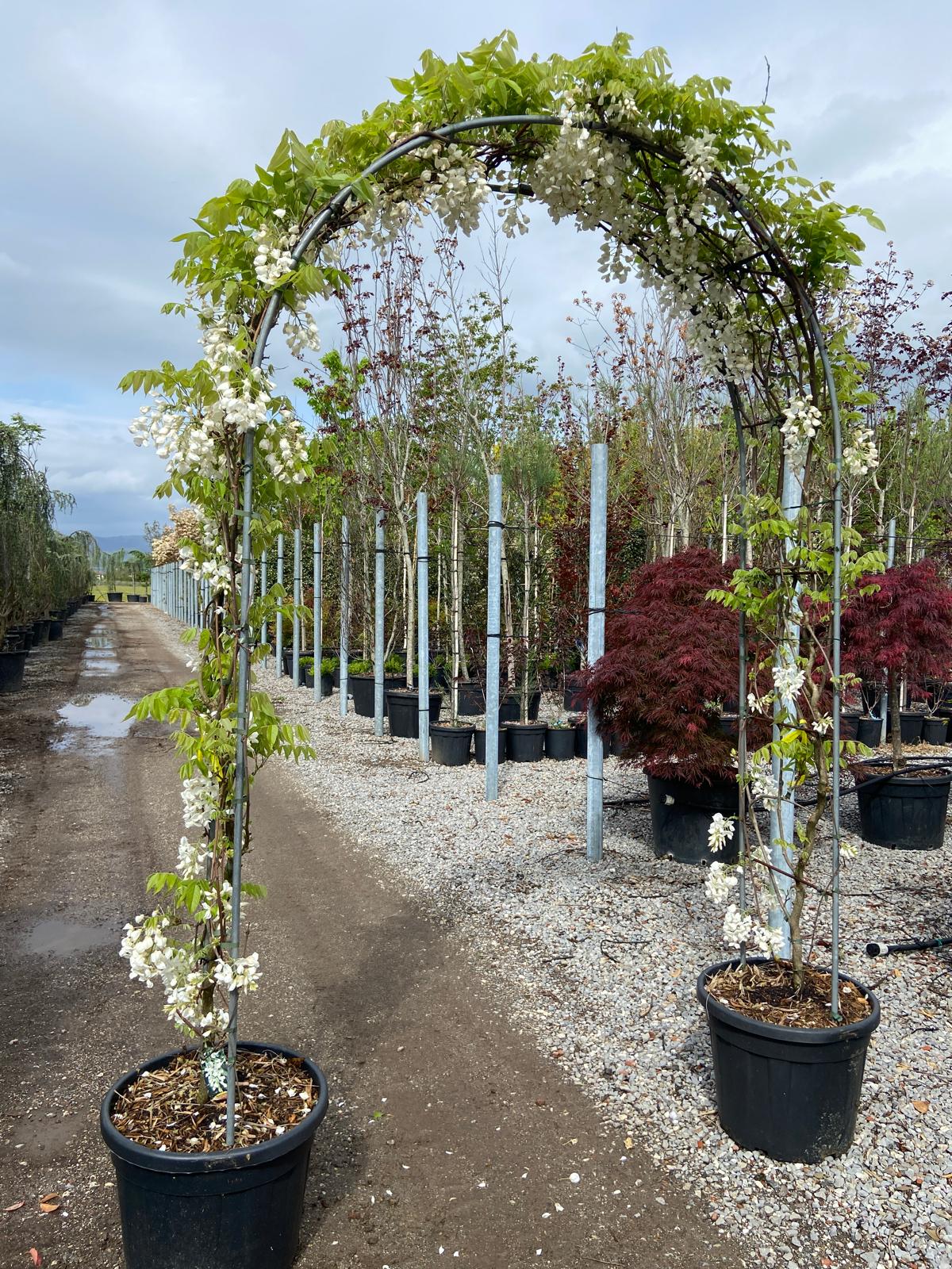 Wisteria Sinsensis 'Chinese wisteria' white double arch (PRE-ORDER ONLY)