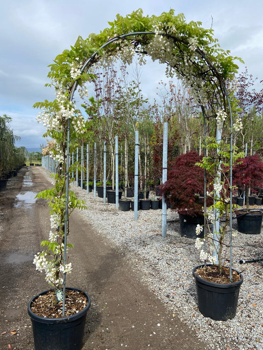 Wisteria Sinsensis 'Chinese wisteria' white double arch (PRE-ORDER ONLY)