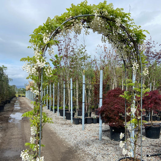 Wisteria sinensis white Chinese wisteria double arch - fragrant white flower racemes trained over metal frame for stunning garden feature