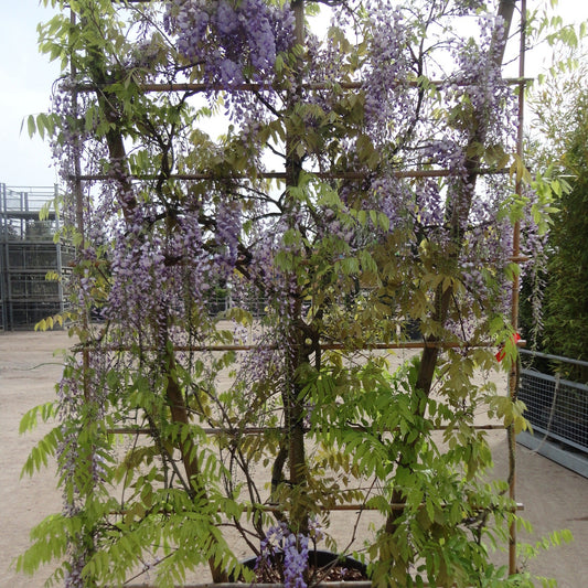 Wisteria sinensis - Chinese wisteria trained on frame 150x100cm with fragrant purple-blue flower racemes