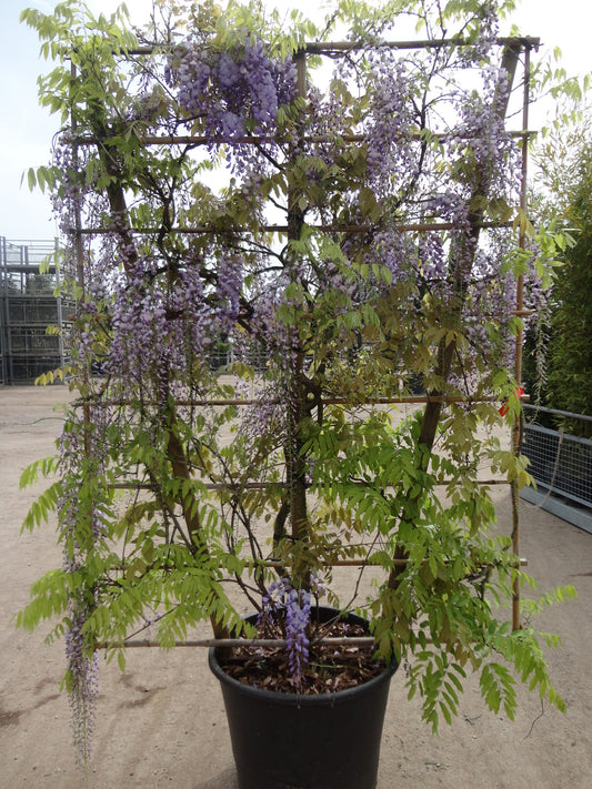 Wisteria sinensis 150 x 100cm  45/55 container (PRE ORDER ONLY)
