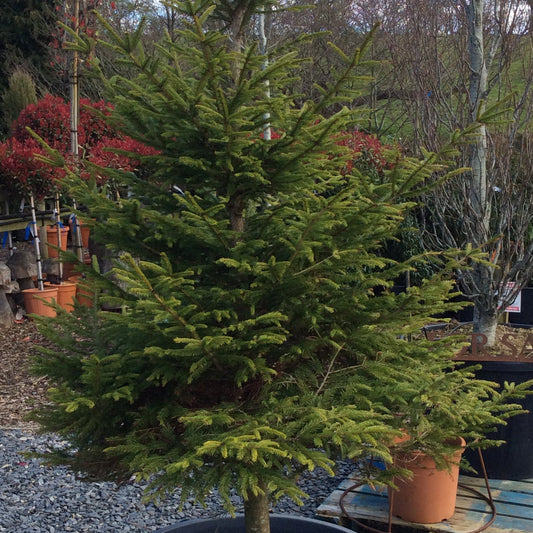Living xmas tree in a pot
