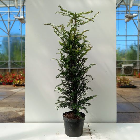 Yew - Taxus baccata evergreen hedging with dark green needles ideal for formal hedge and topiary"