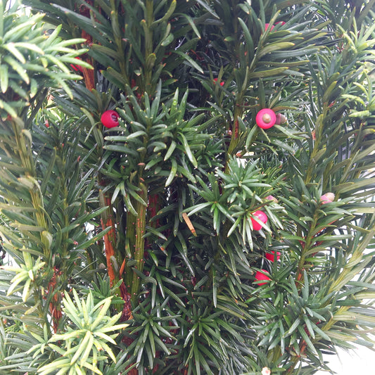 Taxus baccata - English yew with bright red berries and evergreen needles for formal hedging