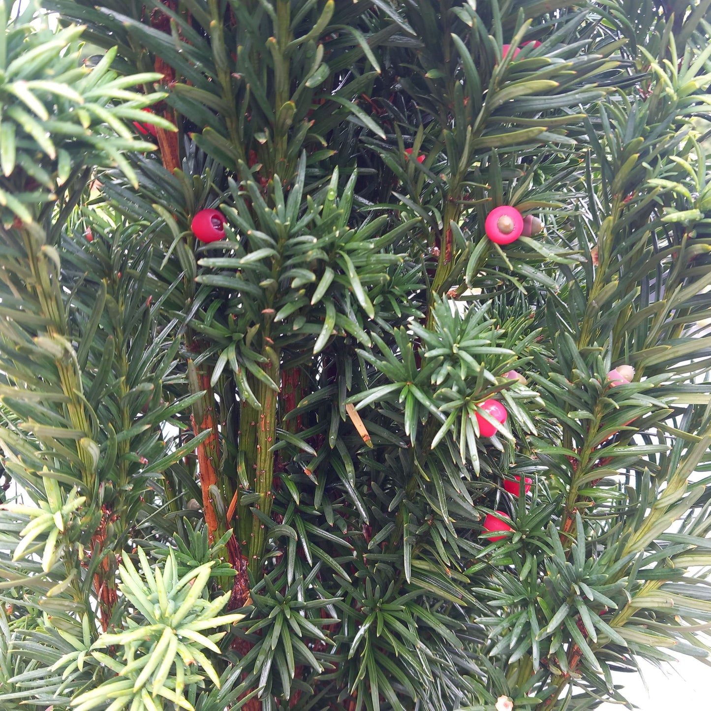 Taxus Baccata Fastigata Robusta 18l pot 130-150cm