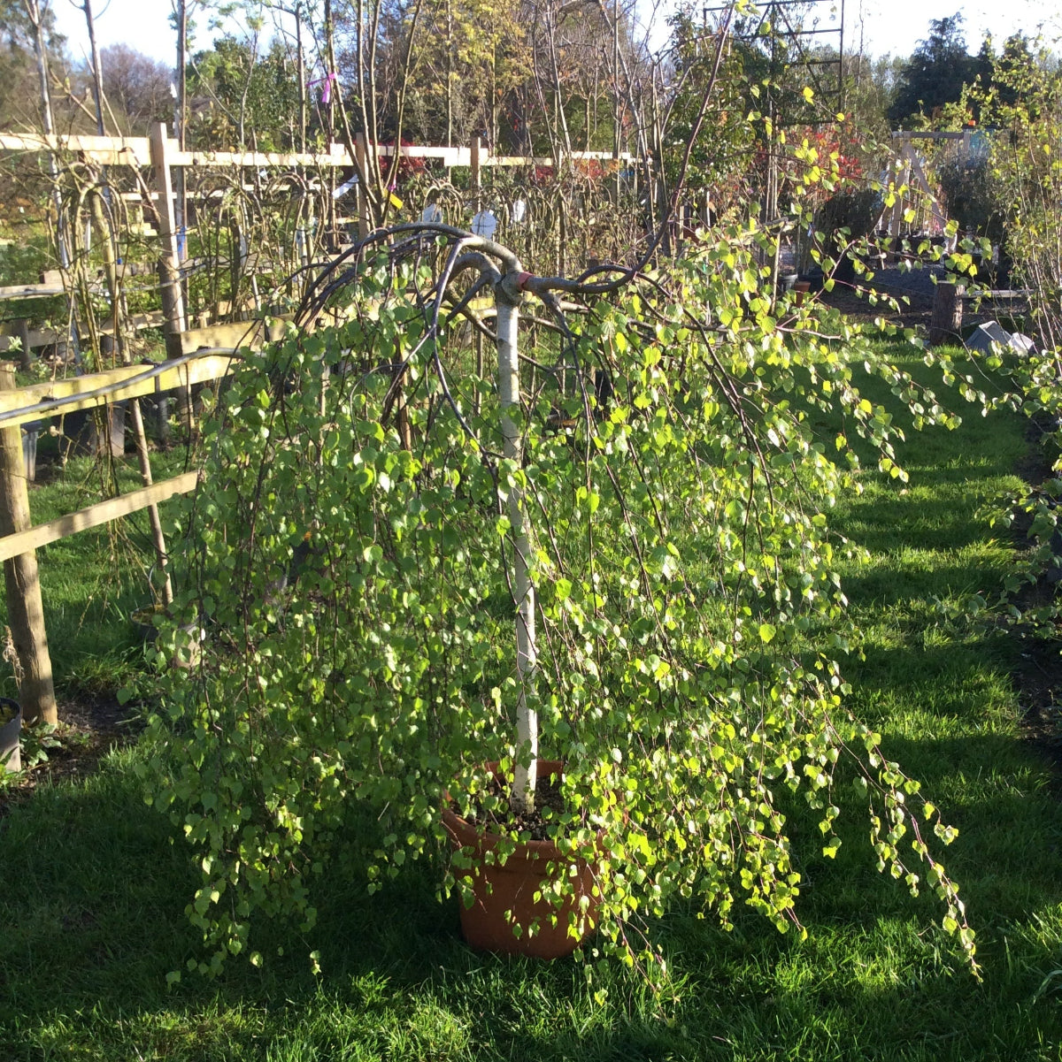 Weeping birch with spring foliage