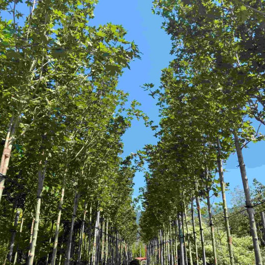 Acer campestre Elegans - upright slender field maple tree with compact columnar form