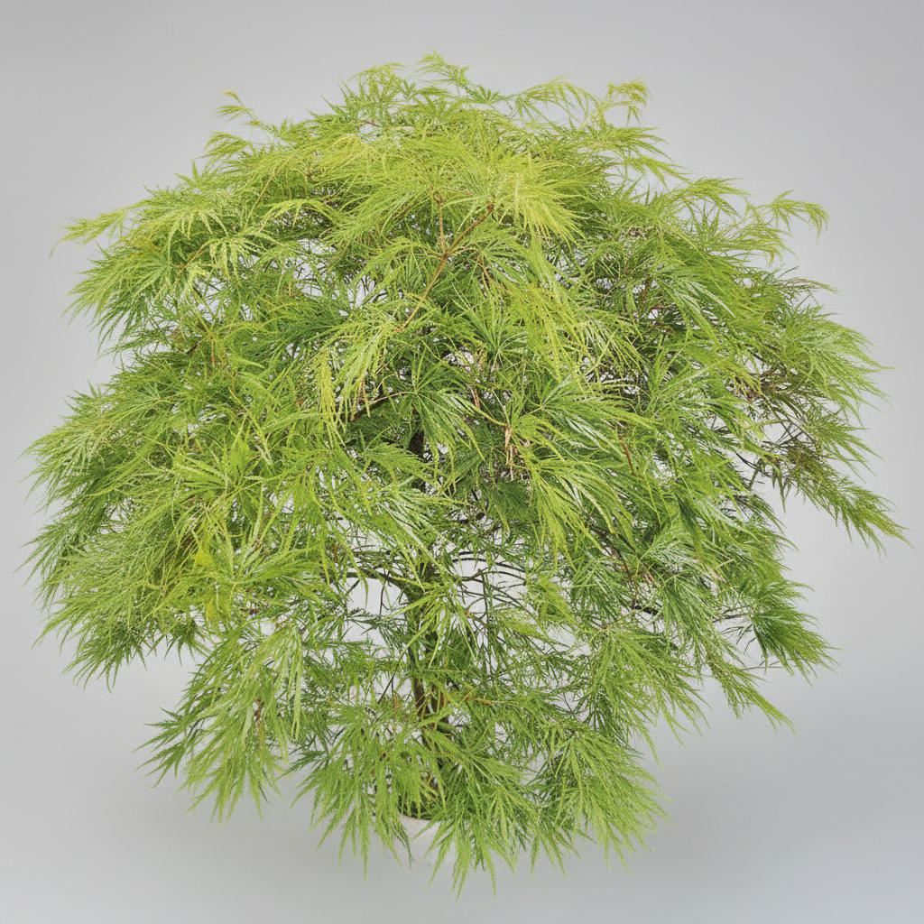 Acer Dissectum