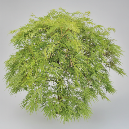 Acer Dissectum