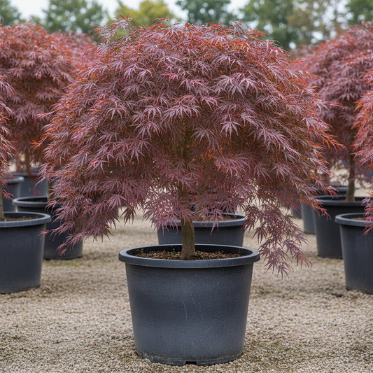 Acer palmatum Inabashidare