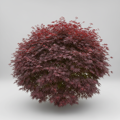 Acer Shaina