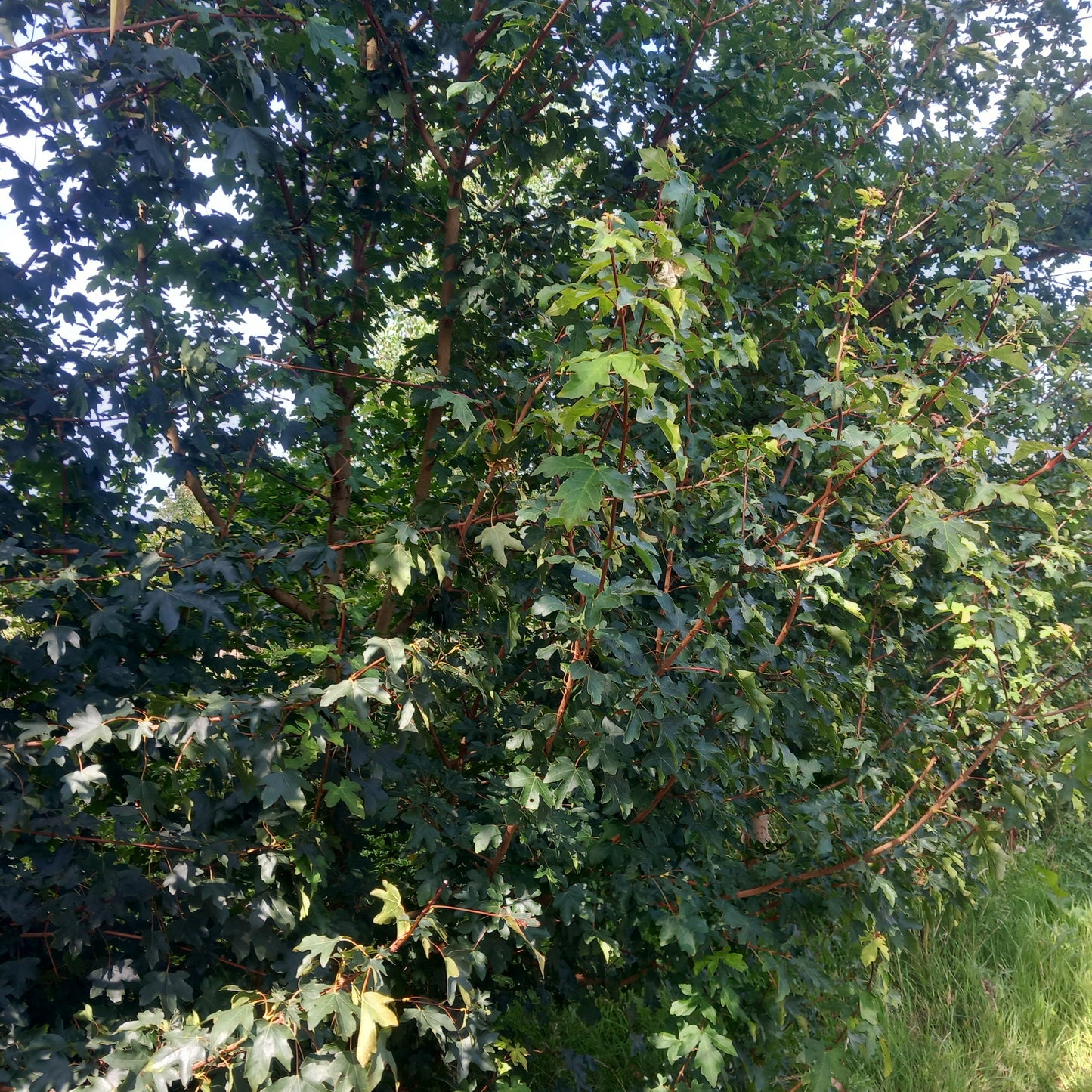 makes an excellent tree and good for hedgeing with stunning autumn colours