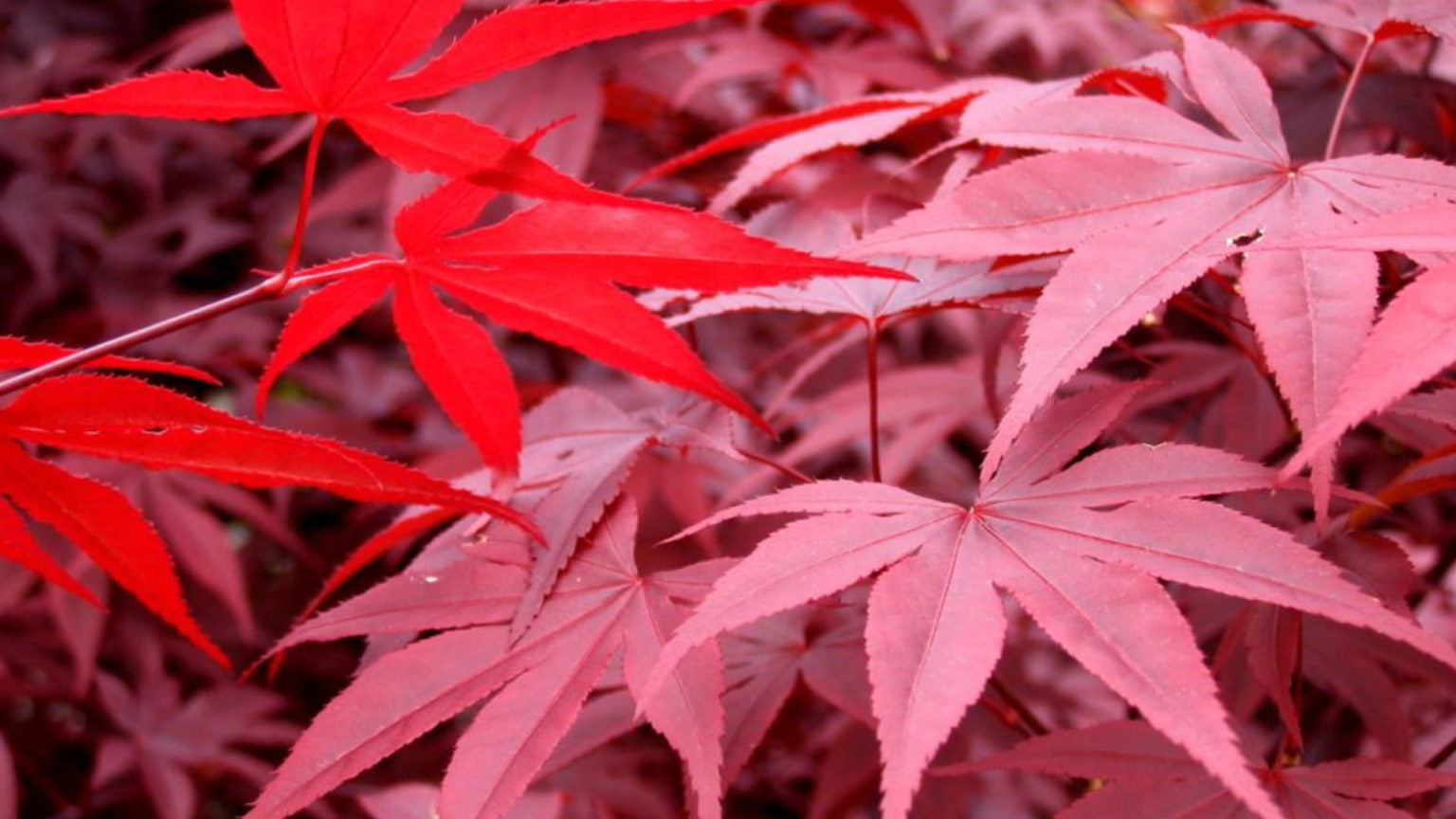 Close-up of red maple leaves with a blurred background