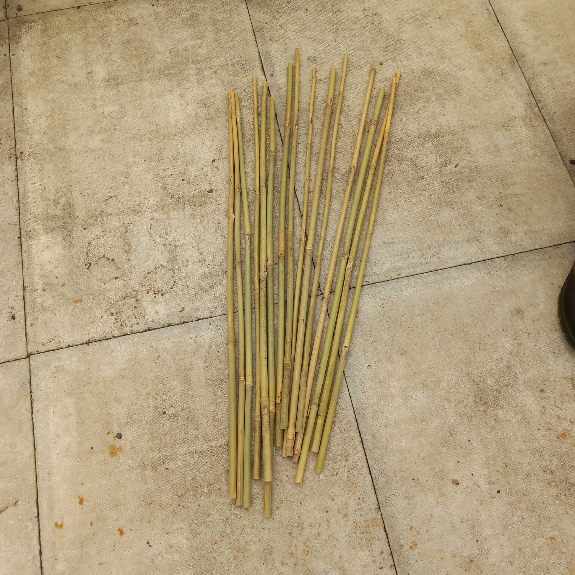 Bamboo support canes for bareroot hedging plants