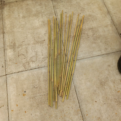 Bamboo support canes for bareroot hedging plants