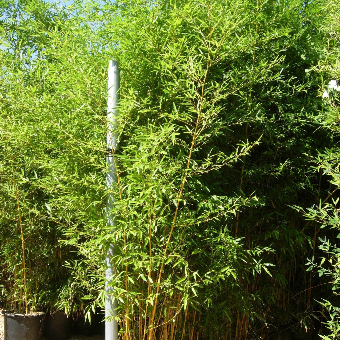 Phyllostachys aureosulcata Aureocaulis showing vibrant golden-yellow canes creating dramatic architectural screening