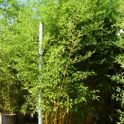 Phyllostachys aureosulcata Aureocaulis showing vibrant golden-yellow canes creating dramatic architectural screening