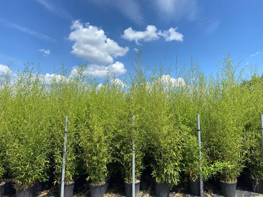 Bamboo nigra 'Black bamboo' 200/250cm   25/30 pot (PRE ORDER ONLY)