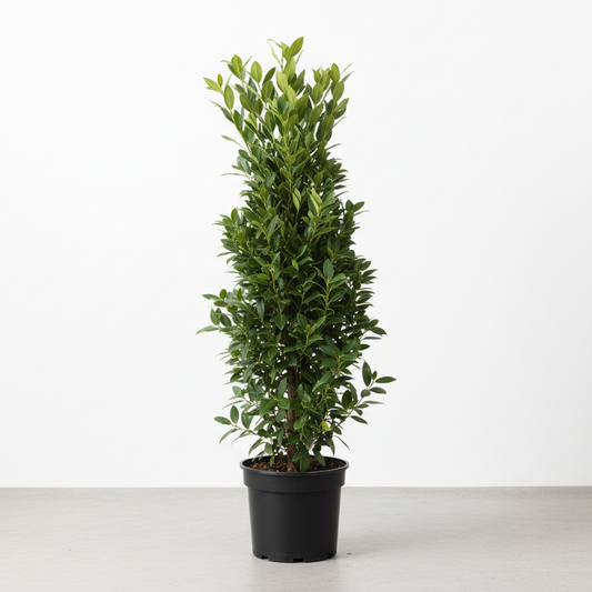 Bay Laurel 100cm tall 15cm diameter