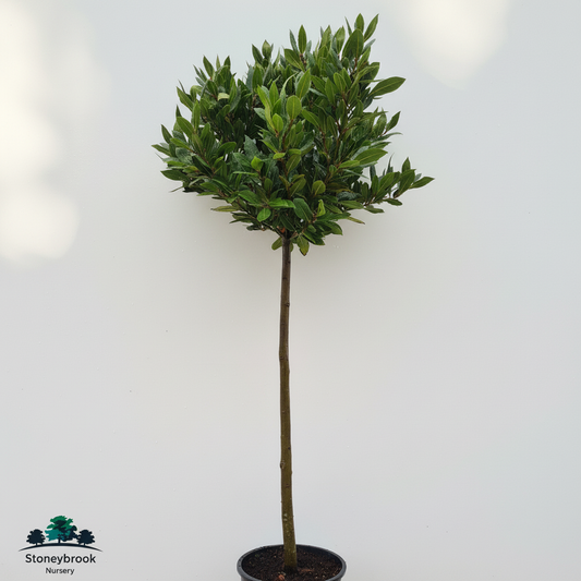 Bay Tree Half Standard