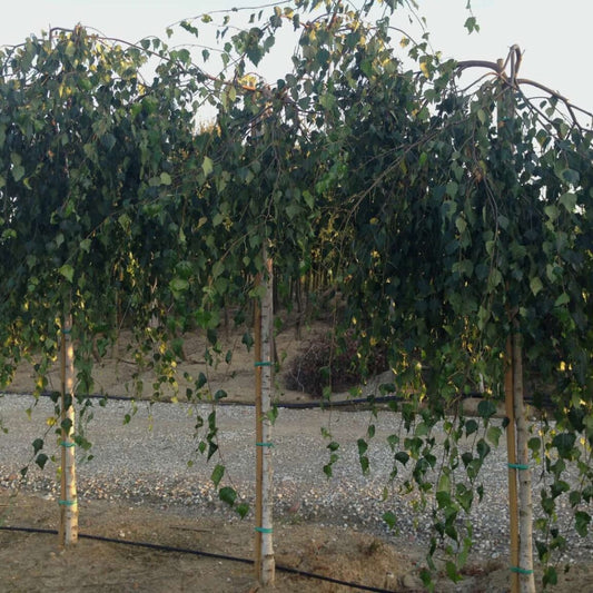 Three young trees with green foliage against a blurred natural background