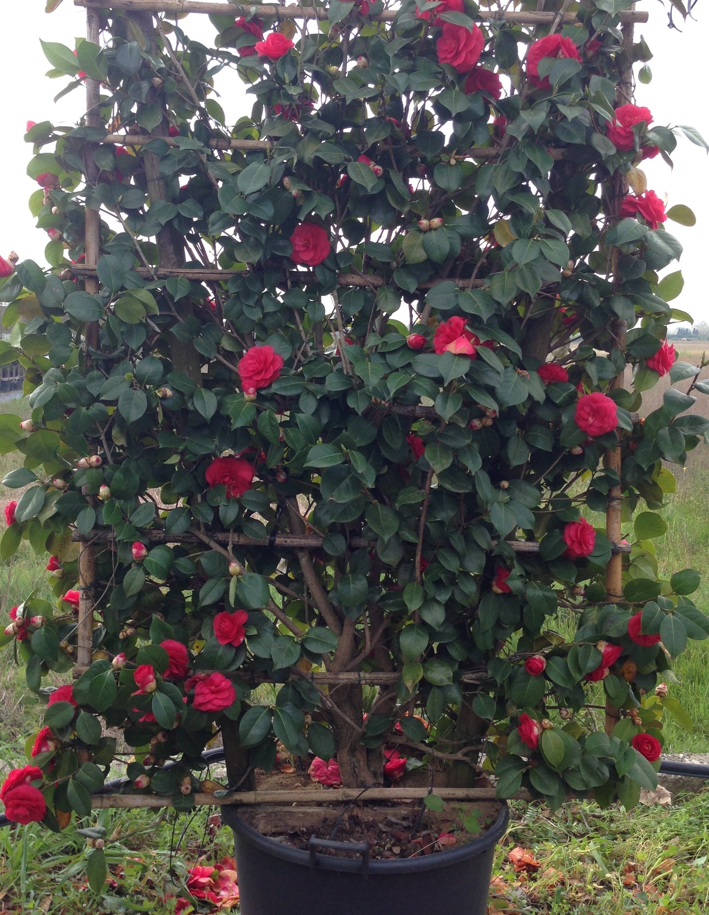 Camellia Japonica espalier 120x85cm