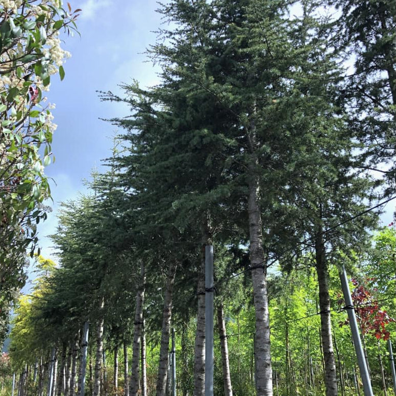 Cedrus atlantica Glauca - blue Atlas cedar specimen tree with silvery-blue needles
